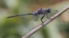 J16_0181 Orthetrum trinacria male